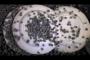 Italian Blue plates emerging from Vibra-Machine