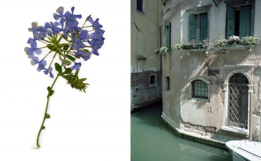 Work from Anita Kwiecien's 'Venezia é una città verde'